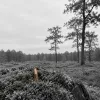 The chypre almost died in a lab, not on the shelf: how oakmoss rules rebuilt a whole family