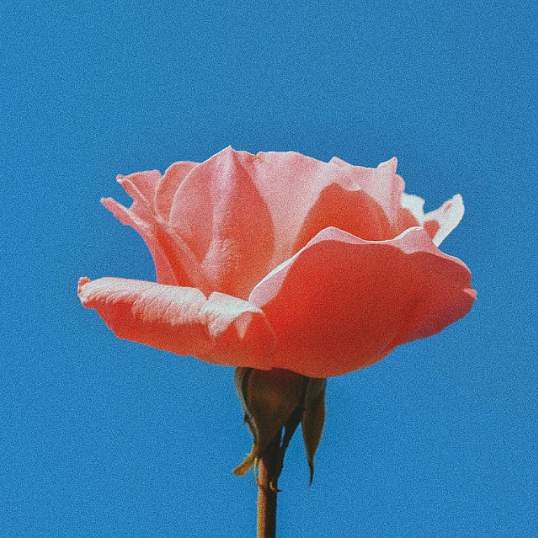The Allure of Musk and Roses in Perfumery