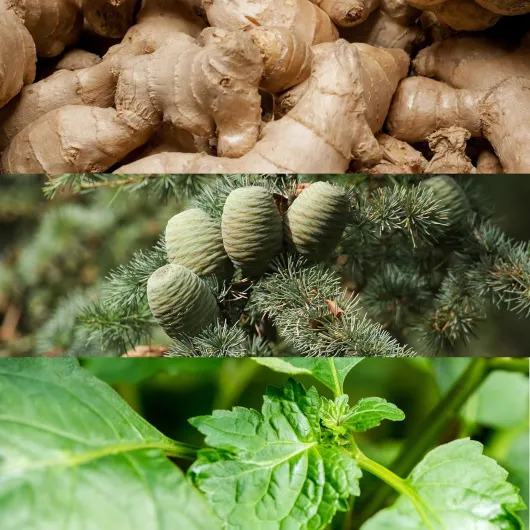 91OWIhSz3rL._SL1500_