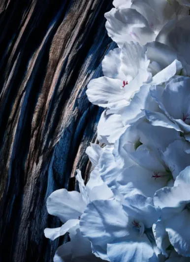 81xsM5y4mML._SL1500_