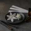 The two jasmines of perfumery: why grandiflorum and sambac smell nothing alike, and what your nose is choosing between